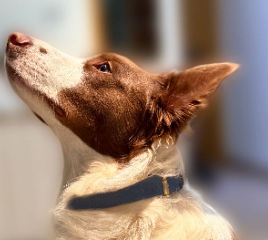 Dog Collar
